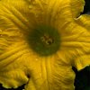 Cucurbitacée, fleur  ©D-GRRR